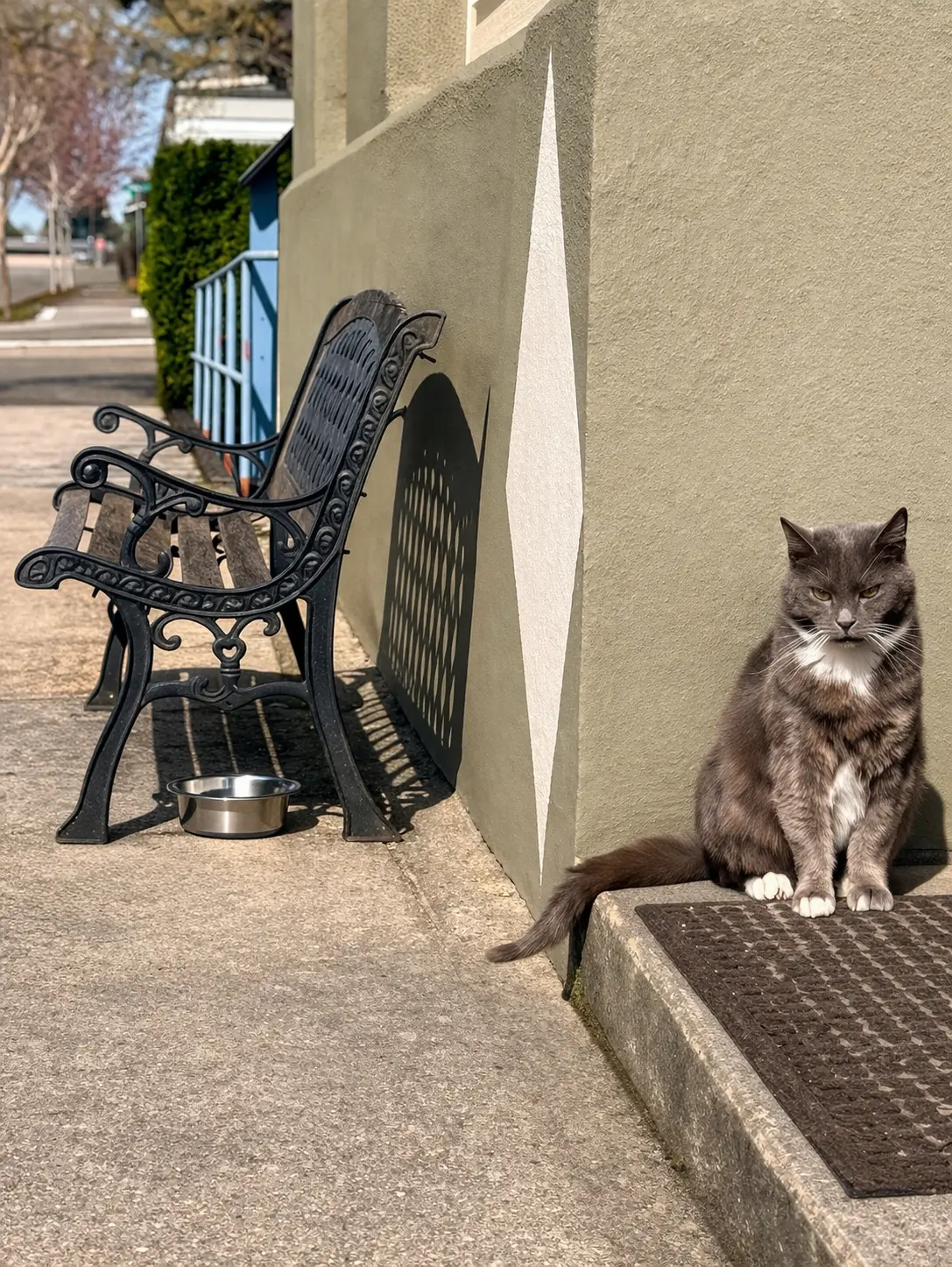 A cat in a downtown shop window